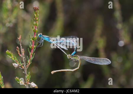 Paar gemeinsame blaue Libellen (Enallagma Cyathigerum) im tandem Stockfoto