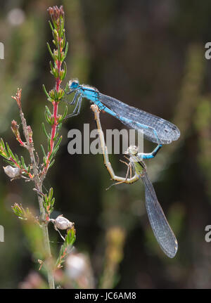 Paar gemeinsame blaue Libellen (Enallagma Cyathigerum) im tandem Stockfoto