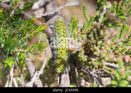 Nahaufnahme des Kaisers Moth (Saturnia Pavonia) Raupe oder Larve Stockfoto