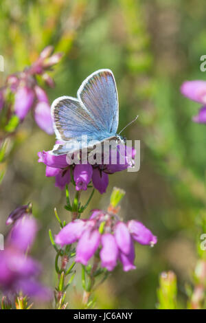 Blauer Schmetterling mit Silberbedeckung (Plebejus argus) auf farbenprächtiger Glockenheide (Erica cinerea), Großbritannien Stockfoto