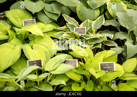 Die Hosta 'Wegerich Lilien auf Verkauf zu einem Gartenbau zeigen, England, Großbritannien Stockfoto