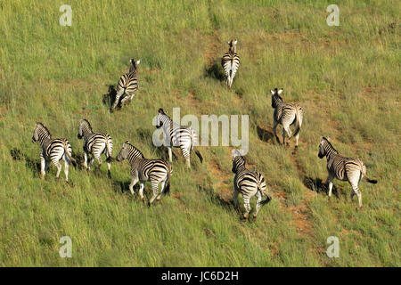 Luftaufnahme der Plains (Burchells) Zebras (Equus Burchelli) im Grünland, Südafrika Stockfoto