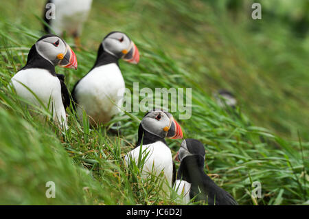 Papageitaucher Kolonie auf Staffa - Isle of Mull, Schottland Stockfoto