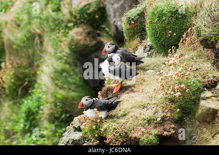 Papageitaucher Kolonie auf Staffa - Isle of Mull, Schottland Stockfoto