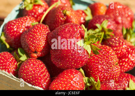 ein Quart von frisch gepflückten Erdbeeren draußen in der Sonne Stockfoto