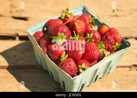 ein Quart von frisch gepflückten Erdbeeren draußen in der Sonne Stockfoto