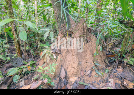 Riesiger Termite (Macrotermes sp.) Hügel auf dem Regenwaldboden nahe dem Rio Shiripuno im ecuadorianischen Amazonas. Stockfoto
