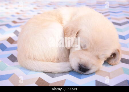 3 Wochen alten Welpen Stockfoto