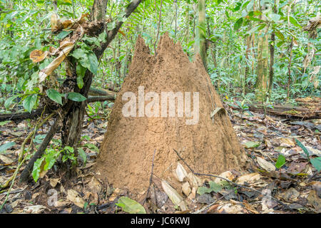 Riesige Termitenhügel (Macrotermes SP.) Hügel im Regenwald Stock in der Nähe von Rio Shiripuno im ecuadorianischen Amazonasgebiet. Macrotermes pflegen einen Pilz innerhalb von t Stockfoto