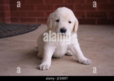 3 Wochen alten Welpen Stockfoto