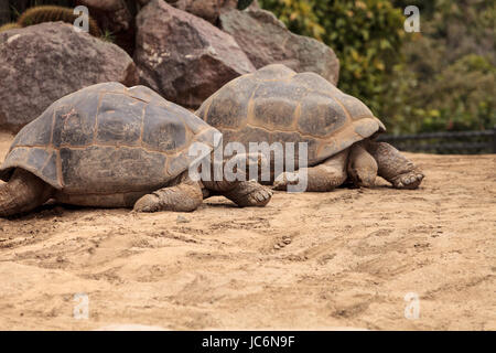 Sierra Negra Tortoise Chelonoidis Nigra Guntheri gehört die Insel der Galapagos-Riesenschildkröten. Stockfoto