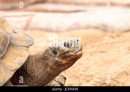 Sierra Negra Tortoise Chelonoidis Nigra Guntheri gehört die Insel der Galapagos-Riesenschildkröten. Stockfoto