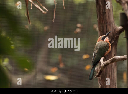 White-fronted Bienenfresser Merops Bullockoides ist ein Insektenfresser, gefunden in Zentral- und Ostafrika. Stockfoto
