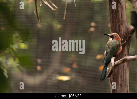 White-fronted Bienenfresser Merops Bullockoides ist ein Insektenfresser, gefunden in Zentral- und Ostafrika. Stockfoto