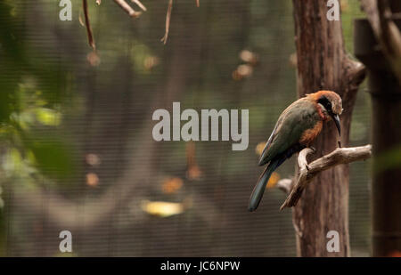 White-fronted Bienenfresser Merops Bullockoides ist ein Insektenfresser, gefunden in Zentral- und Ostafrika. Stockfoto