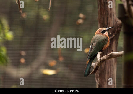 White-fronted Bienenfresser Merops Bullockoides ist ein Insektenfresser, gefunden in Zentral- und Ostafrika. Stockfoto