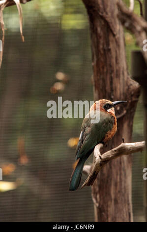 White-fronted Bienenfresser Merops Bullockoides ist ein Insektenfresser, gefunden in Zentral- und Ostafrika. Stockfoto