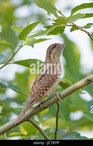 Abtrünnige, nördlichen Wendehals, Wendehals, eurasische Wendehals, Jynx Torquilla, Torcol Fourmilier, Torcecuello, Wendehals, nördlichen Wendehals Stockfoto