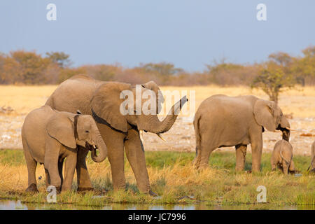 Afrikanischen Busch Elefanten, der Afrikanischen Savanne Elephant Stockfoto