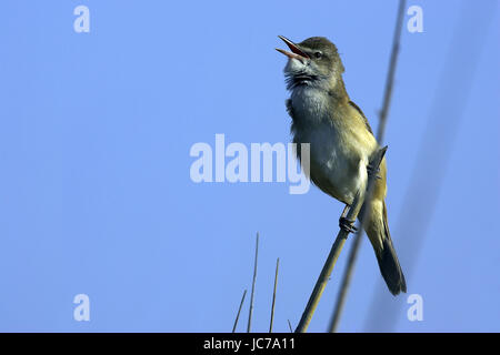 Drosseln Sie, Leitung Sänger, Acrocephalus Arundinaceus groß Rohrsänger, Vögel, Gesang, Querformat Stockfoto