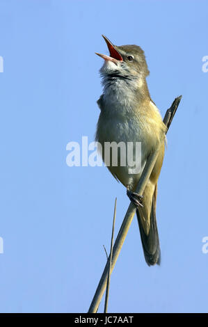 Drosseln Sie, Leitung Sänger, Acrocephalus Arundinaceus groß Rohrsänger, Vögel, Gesang, Hochformat Stockfoto