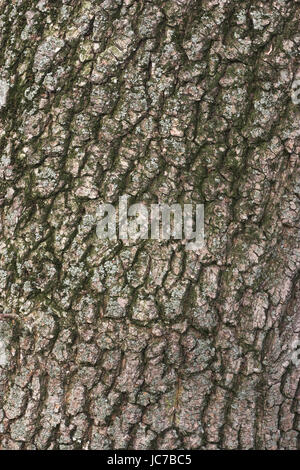 Gemeinsamen Ahorn, Acer Campestre, Feldahorn / Acer Campestre Stockfoto