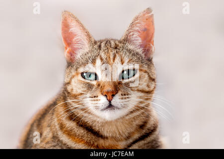 Junge, aufmerksame Katze Stockfoto