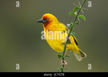 Männlich-Cape-Weber (Ploceus Capensis) thront auf einem Ast, Südafrika Stockfoto