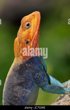 Männliche Regenbogen Agama (Agama Agama) in hellen Zucht Farben, Amboseli Nationalpark, Kenia Stockfoto