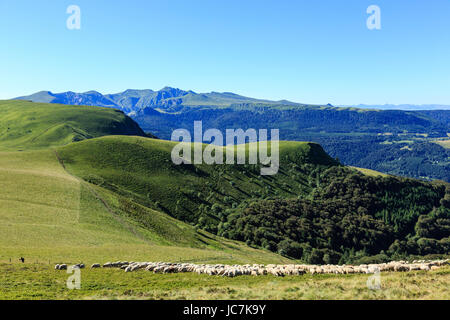 Frankreich, Puy-de-Dôme (63), Murat-le-Quaire, la Banne d'Ordanche (1 512 m), Berger et Moutons et Paysages Sur Les Monts du Cantal / / Frankreich, Puy de Dom Stockfoto