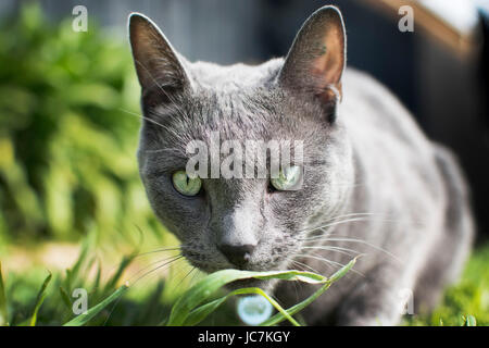 Foto von mir genommen, Tiere mit unterschiedlichen Ausdrucksformen und Körpersprache, zu erfassen, während Sie mit verschiedenen Filtern das Bild zum Ausdruck bringen. Stockfoto