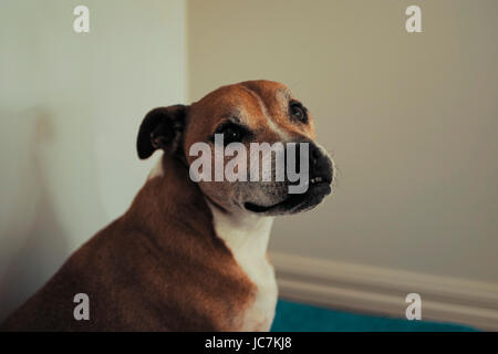 Foto von mir genommen, Tiere mit unterschiedlichen Ausdrucksformen und Körpersprache, zu erfassen, während Sie mit verschiedenen Filtern das Bild zum Ausdruck bringen. Stockfoto