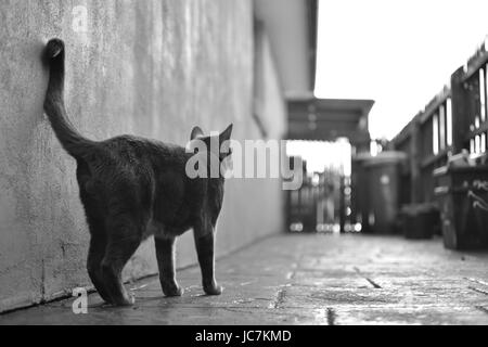 Foto von mir genommen, Tiere mit unterschiedlichen Ausdrucksformen und Körpersprache, zu erfassen, während Sie mit verschiedenen Filtern das Bild zum Ausdruck bringen. Stockfoto