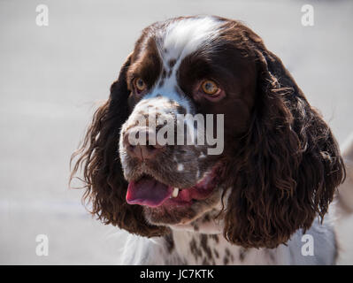 Porträt von einem Erwachsenen Springer spaniel Stockfoto