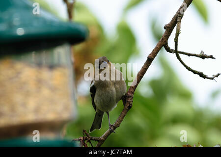 Jungen Buchfink Songbird Vogel hocken auf einem Zweig - Wales, UK Stockfoto