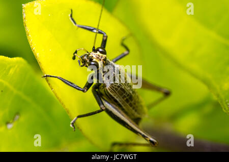 Großen Heuschrecke Insekten stehen auf einem Blatt Stockfoto