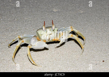 Kleine Krabben am Strand Bodufinolhu (Fun-Insel), Süd Male Atoll, Malediven Stockfoto