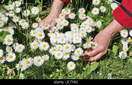 Die Frau - Landwirt nimmt und sammelt Blumen Anl medizinische Margeriten. Tinktur aus ein Gänseblümchen wird als leistungsfähiges Antiseptikum verwendet. Stockfoto