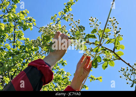 Feder arbeitet in einem Gartenkonzept. Die Frau - Landwirt bindet die blühenden Brombeeren zu einem Draht. Hände und Blumen gegen den blauen Himmel. Stockfoto