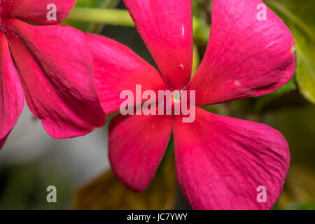 Blümchen rosa Immergrün Vinca in freier Wildbahn Stockfoto