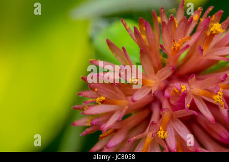 Winzige detaillierte rosa Blume in freier Wildbahn Stockfoto