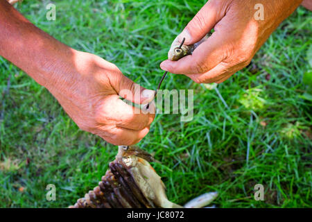 Die Fischer am Ufer Flusses in der hand der Haken hält: drei kleine Fische gefangen. Stockfoto