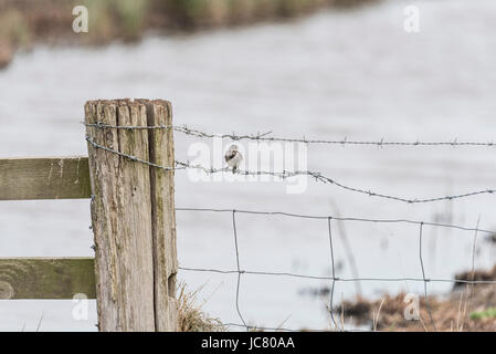 Eine junge Pied Bachstelze (Motacilla Alba Yarrellii) thront auf einem Drahtzaun Stockfoto