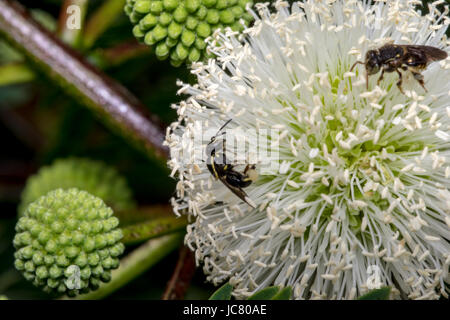 Schwarze Wespe auf eine weiße Blume Stockfoto