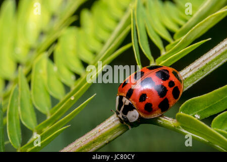 Kleine süße rote Marienkäfer mit schwarzen Punkten auf einem Zweig der Pflanze Stockfoto