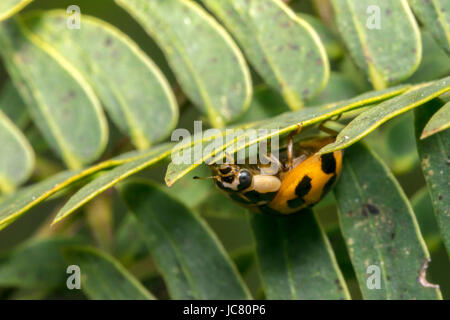 Kleine braune Marienkäfer mit schwarzen Punkten auf einer Pflanze Blätter Stockfoto