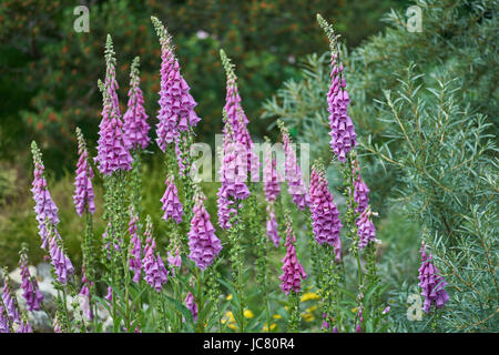 Lila Fingerhut Blumen in voller Blüte Digitalis mertonensis Stockfoto