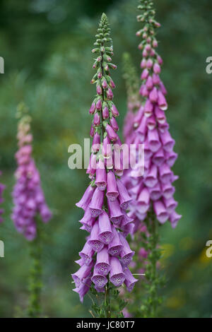 Lila Fingerhut Blumen in voller Blüte Digitalis mertonensis Stockfoto