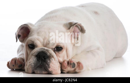 englische Bulldogge Welpen Festlegung Blick auf Viewer auf weißem Hintergrund Stockfoto