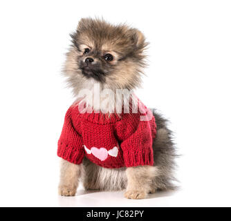 Pommern mit roter Pullover mit Herzen Stockfoto